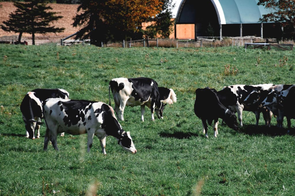 cows in pasture