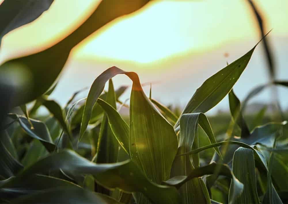 corn yield